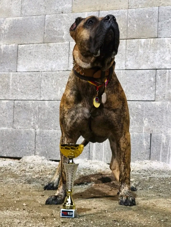 Presa Canario - 4