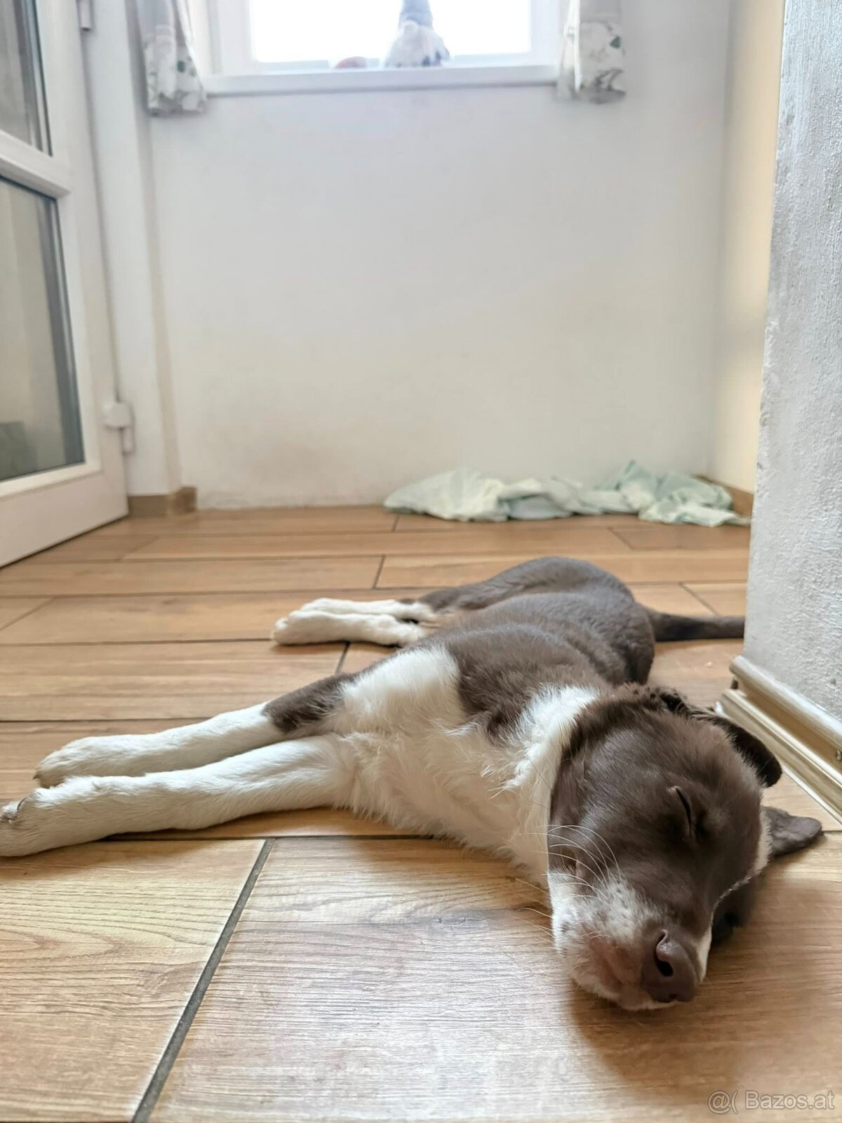 Beautiful Border Collie Puppy Ready to Join Your Family - 4