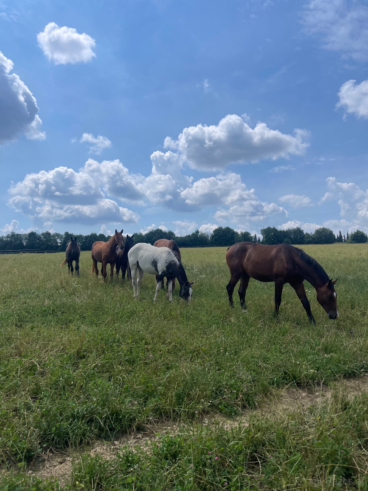 Fohlenstall – Bystřice nad Pernštejnem, 40 km von Brünn - 4
