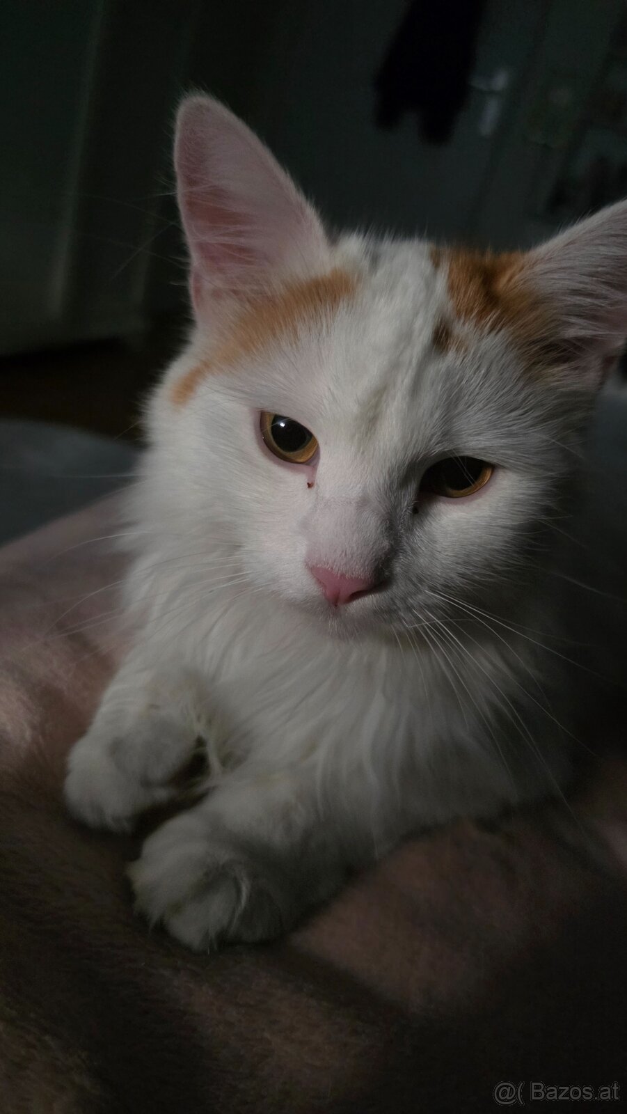 Kater Murzik sucht ein neues Zuhause - 4