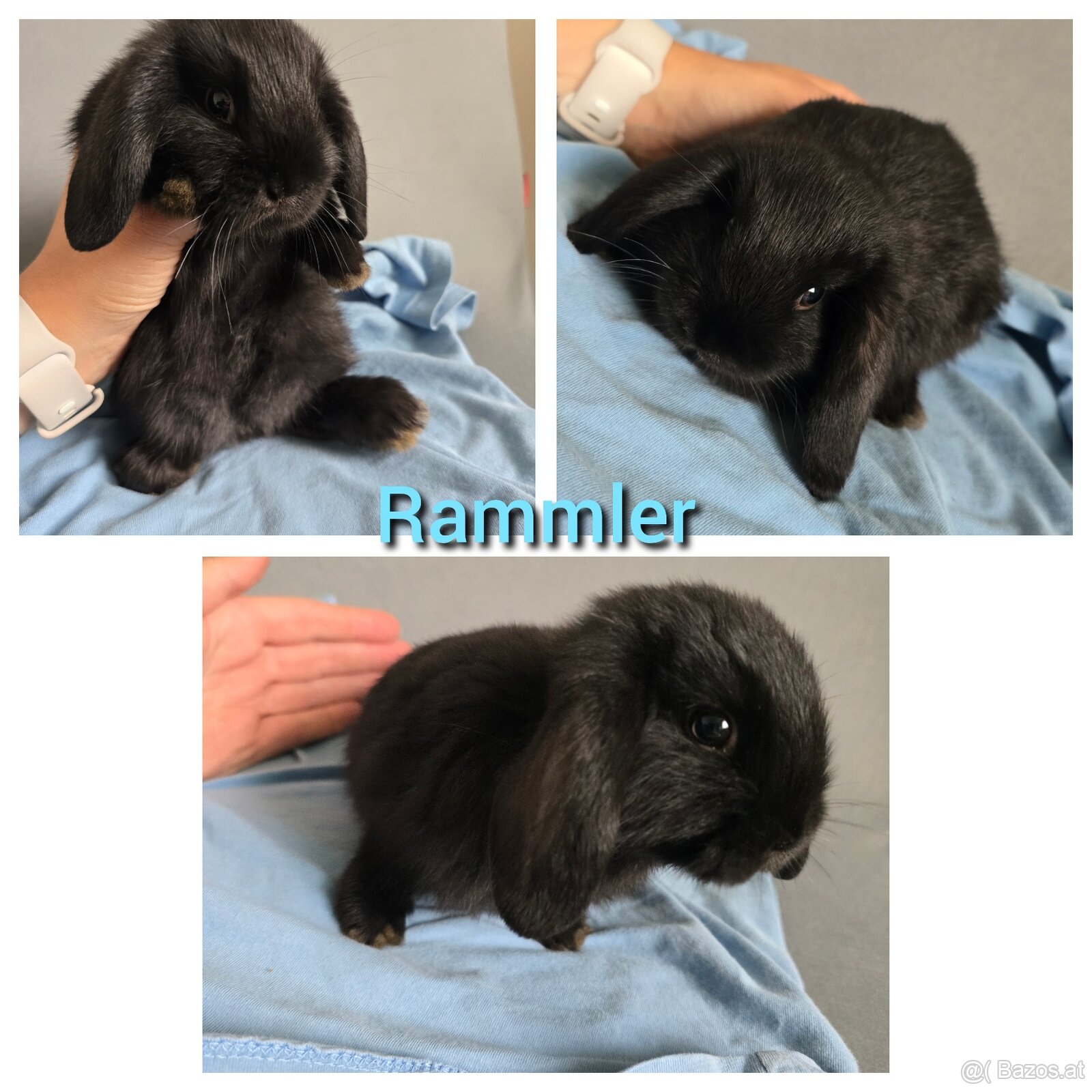 Mini Lop Buben - 4