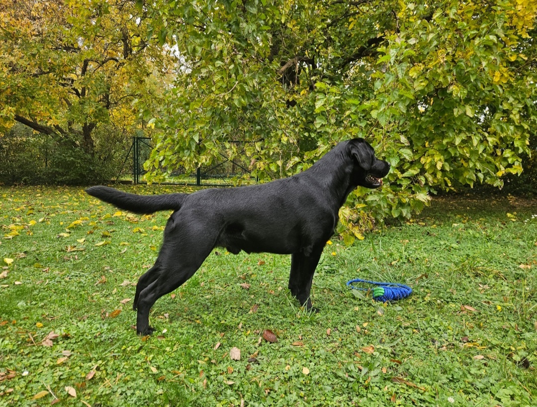 Labrador Deckrüde mit FCI Ahnentafel - 4