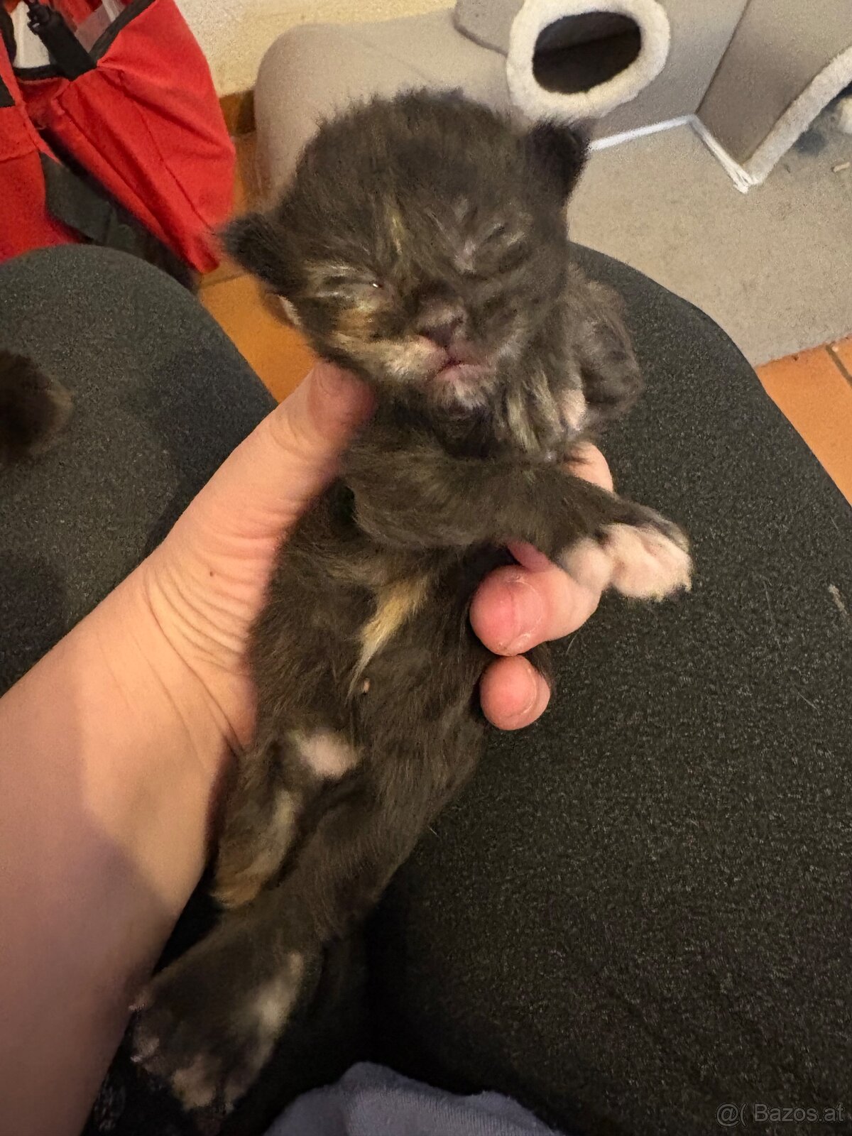 3 Maine Coon Mädels Abgabe ab 09.01.2026 - 4