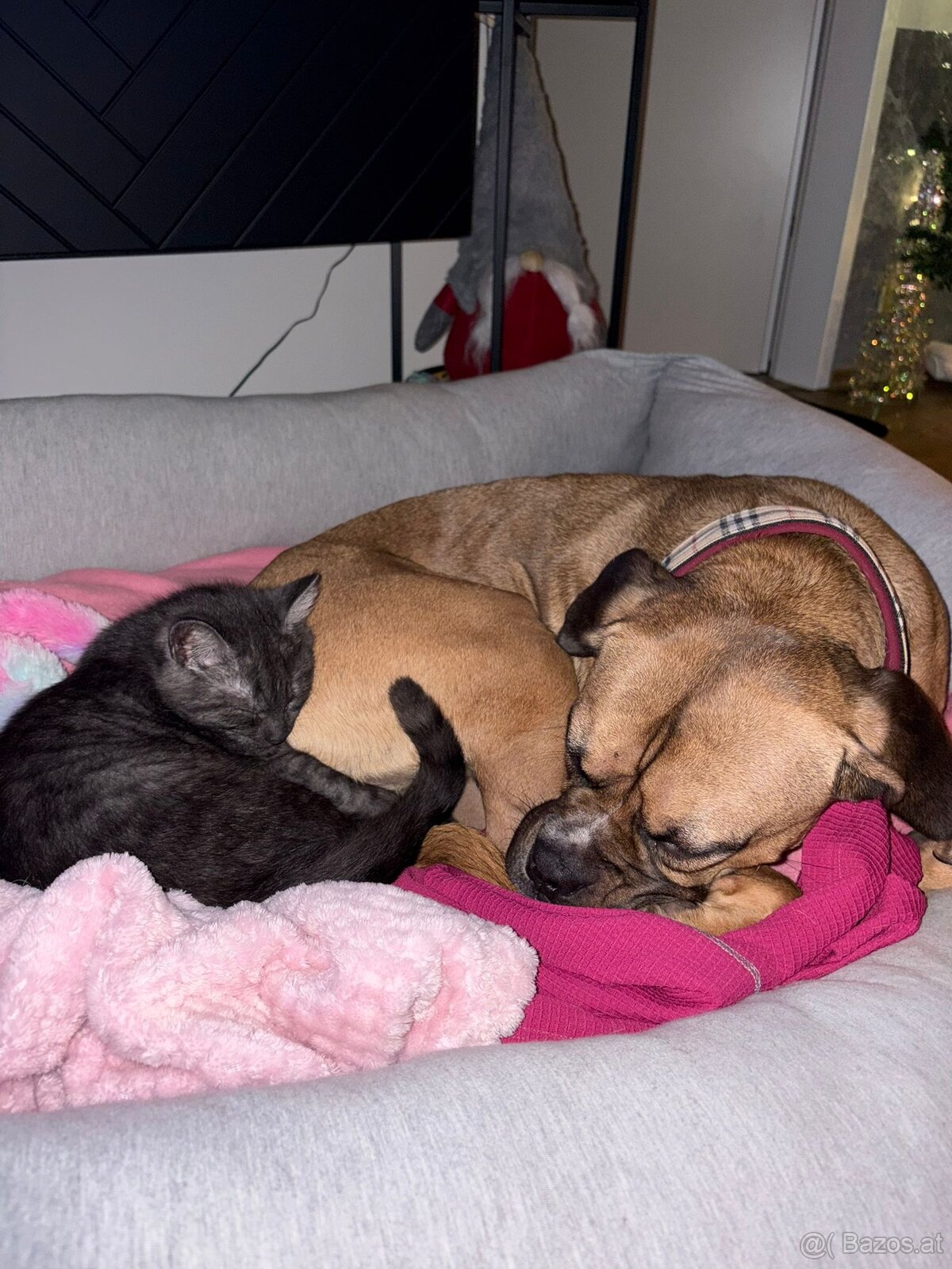 Boxermix Hündin sucht ihre Familie - 4