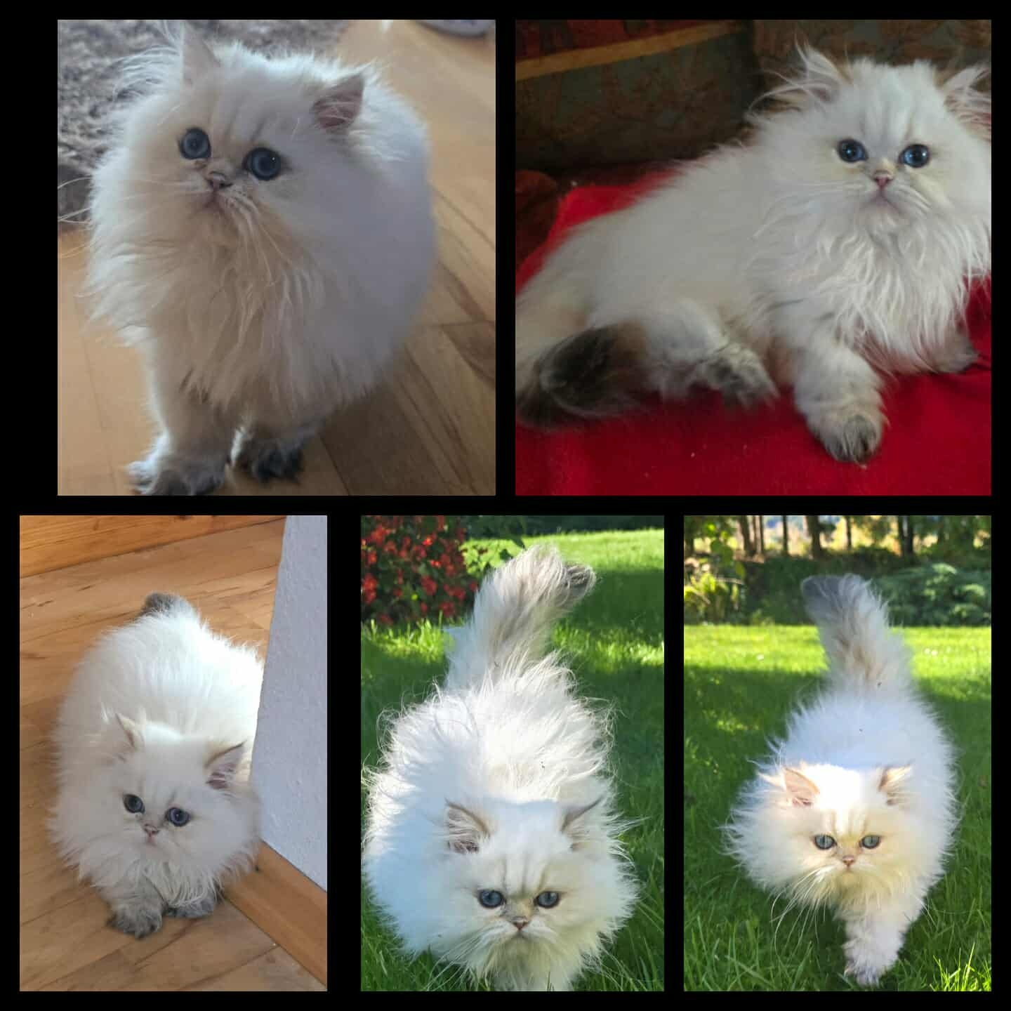 Reinrassige Perserkatzen - 4