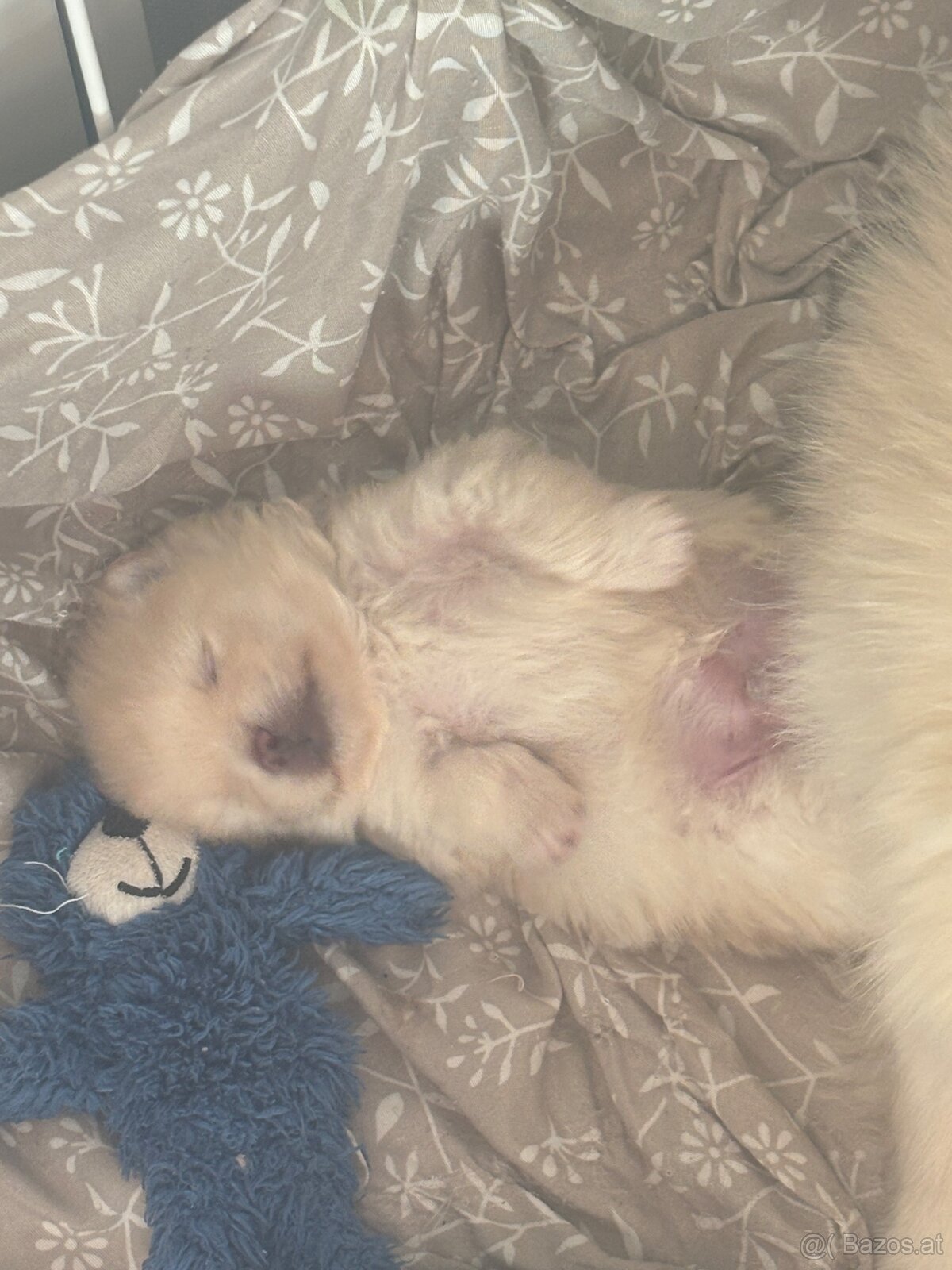 Pomeranian ( Zwergspitz Welpen ) - 4