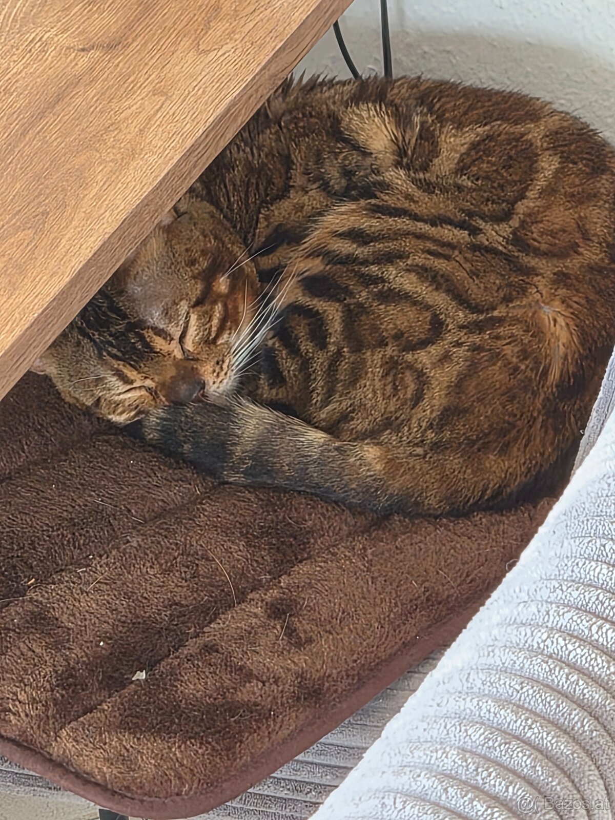 Bengalkater 2.5 Jahre alt Notfall - 4