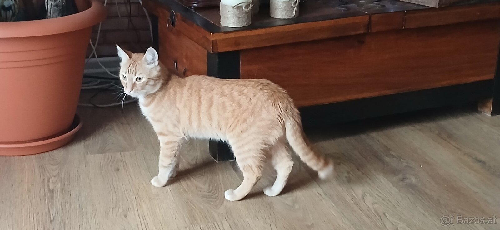 2 Kater suchen ein neues Zuhause - 4