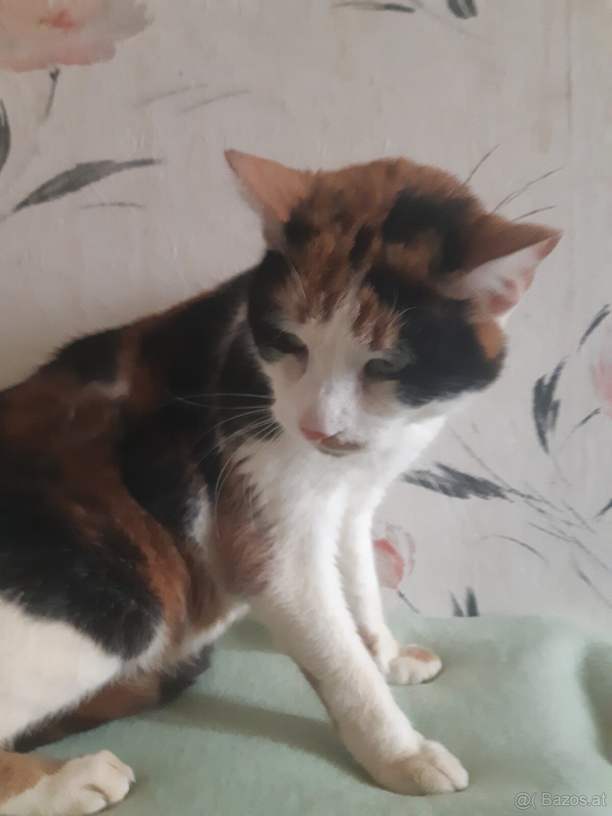 KATZEN FREUNDE AUFGEPASST - 4