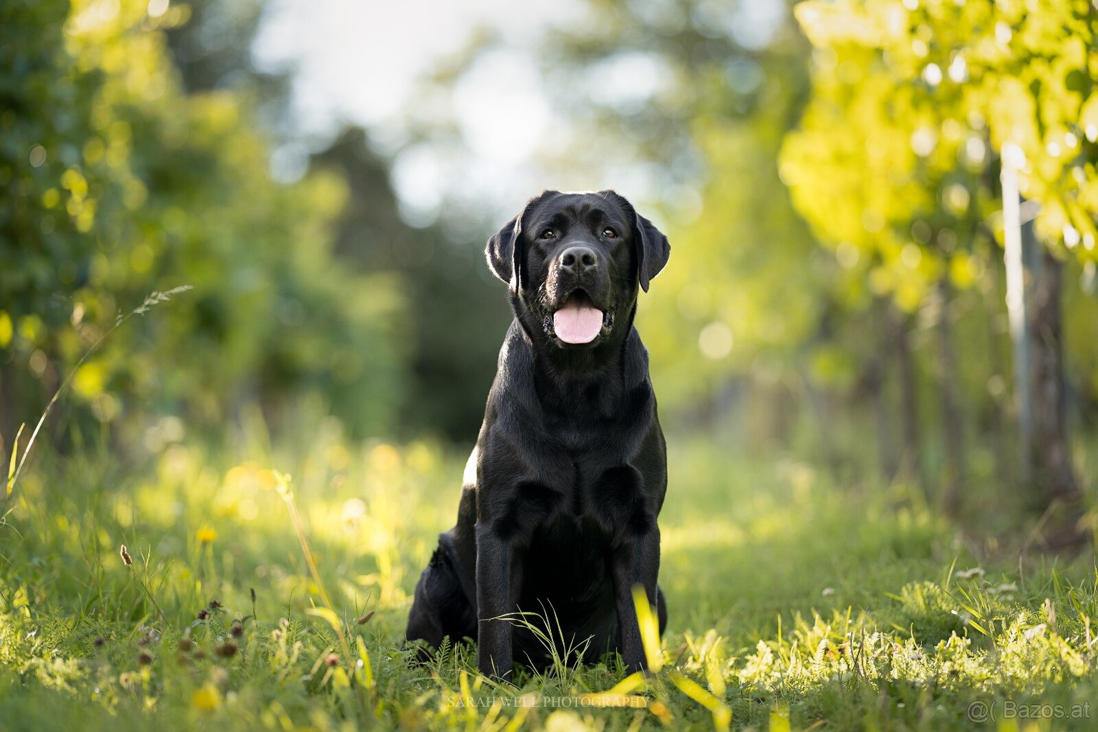 Labrador Deckrüde mit FCI Ahnentafel - 4