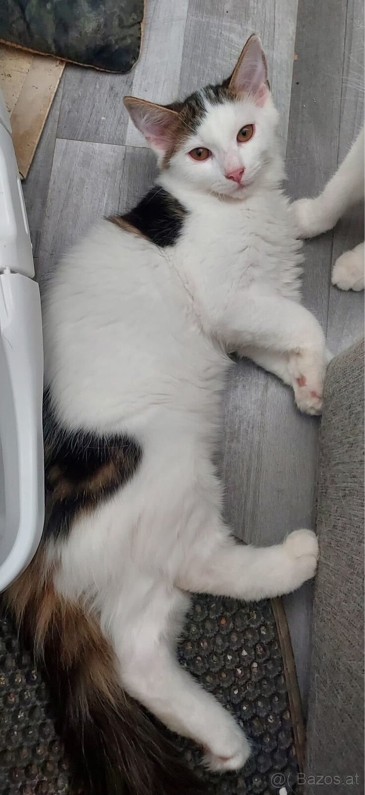 Babykatzen drei Mädchen ein Bub - 4