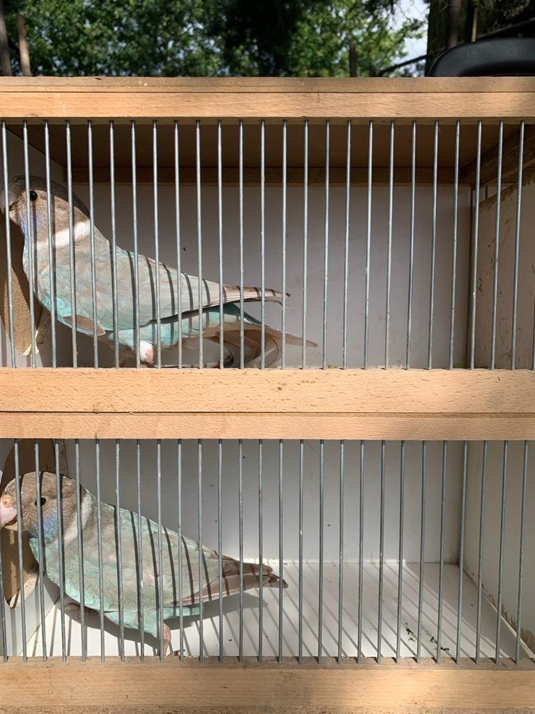 Kauf RINGSITTICH - 4