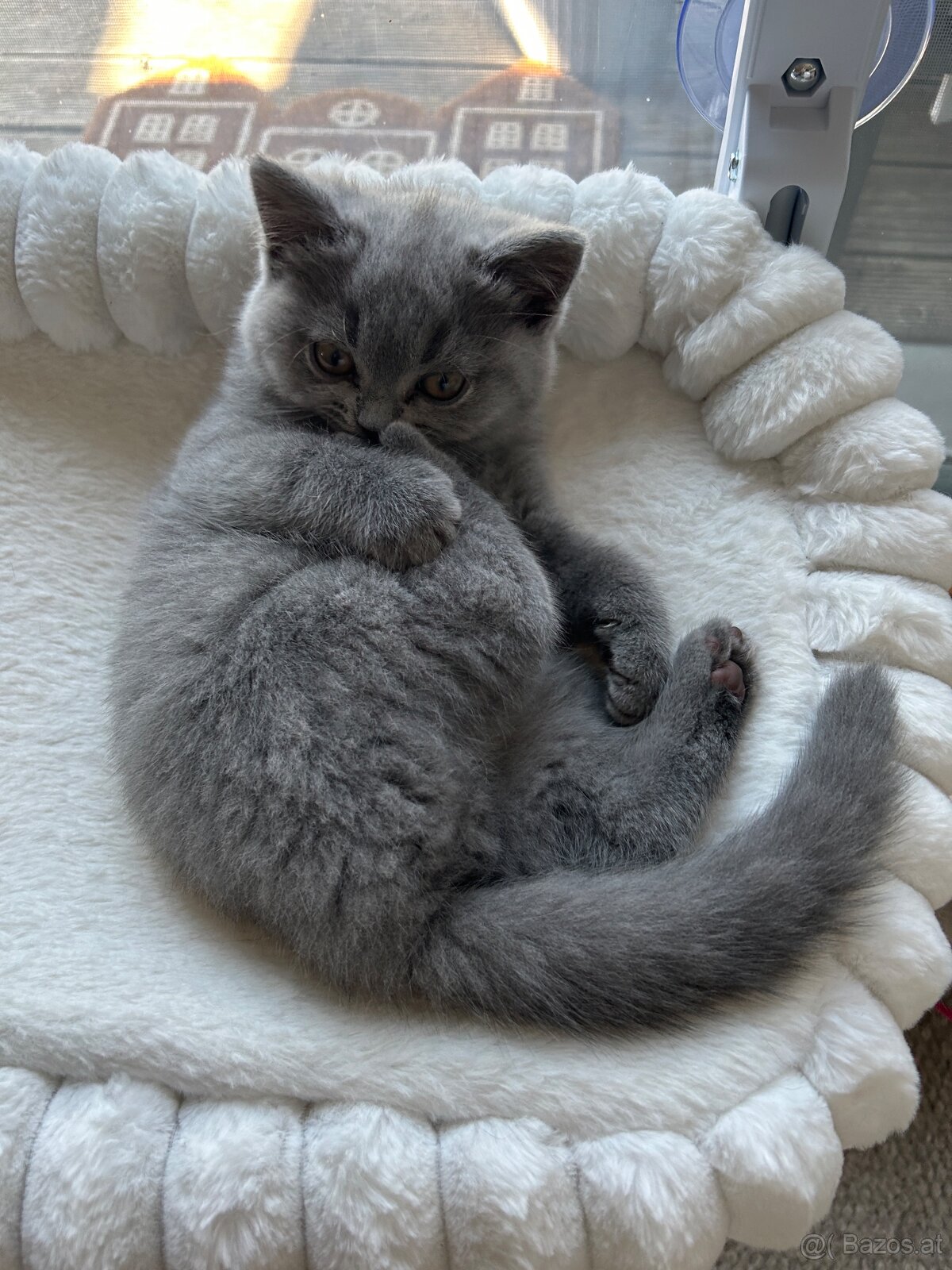 BKH Kitten - 4