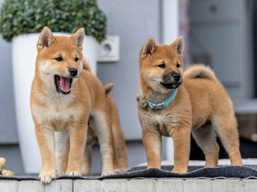 Shiba inu welpen mit FCI Pedigree - 4
