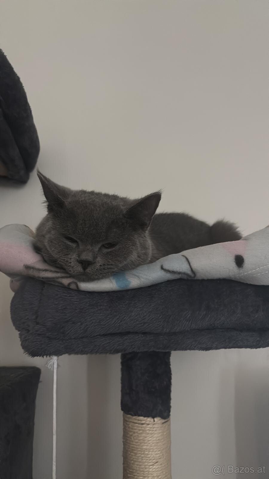 2 Britisch Kurzhaar Katzen (9 und 12 Monate) nur gemeinsam - 4