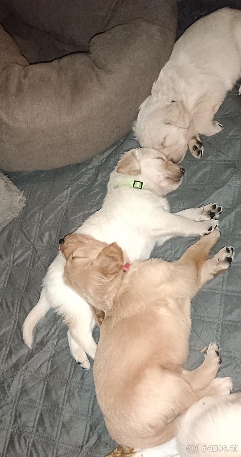 Golden Retriever Welpen - 4