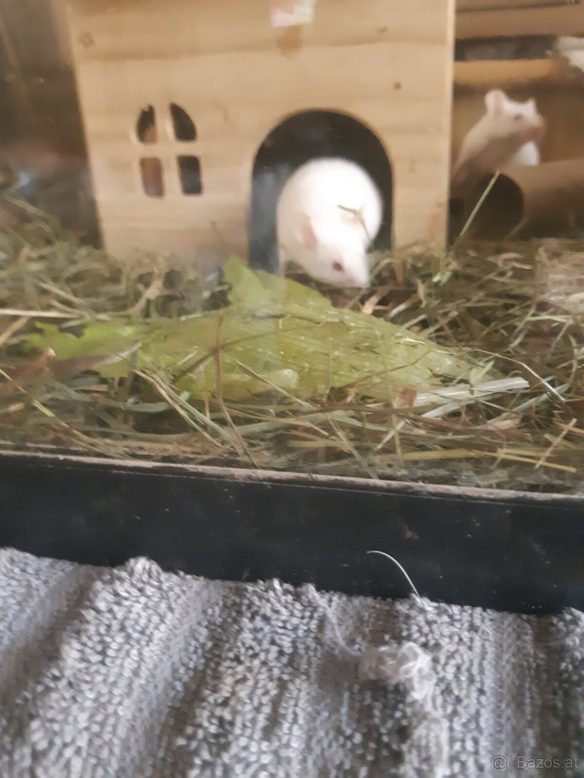 Maus zu vergeben. - 4