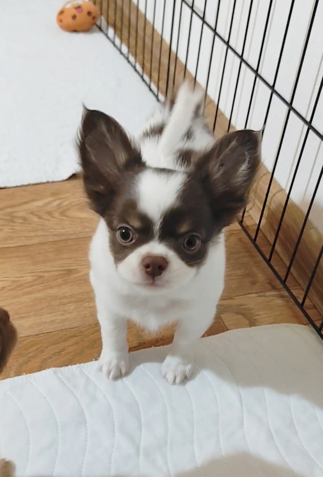 Chihuahua mit einer Ahnentafel FCI - 4