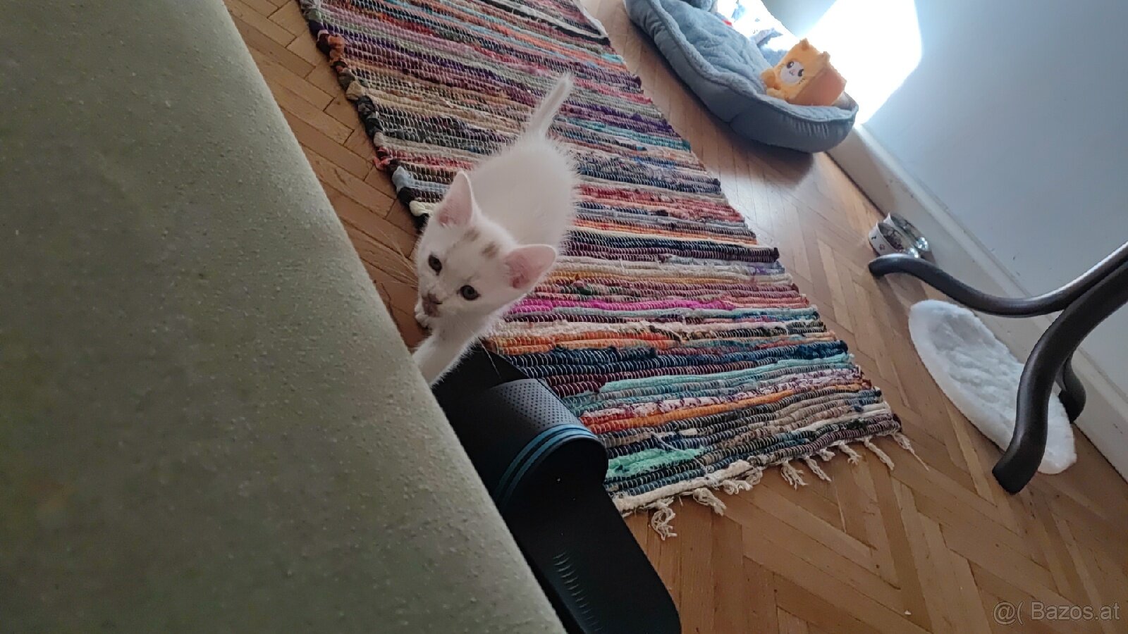 Katzen baby - 4