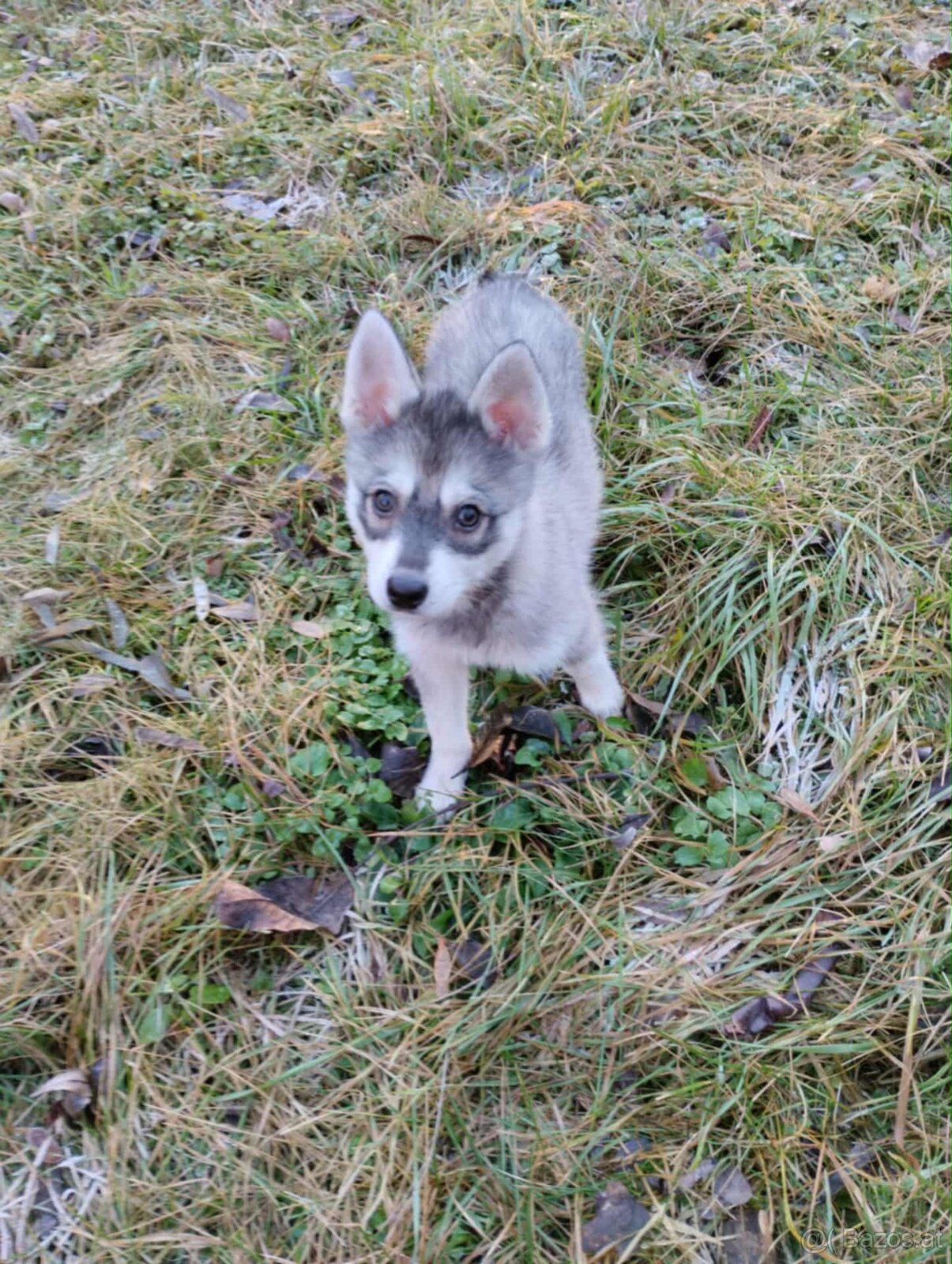 Alaskan Klee Kai (Mini Husky) - 4