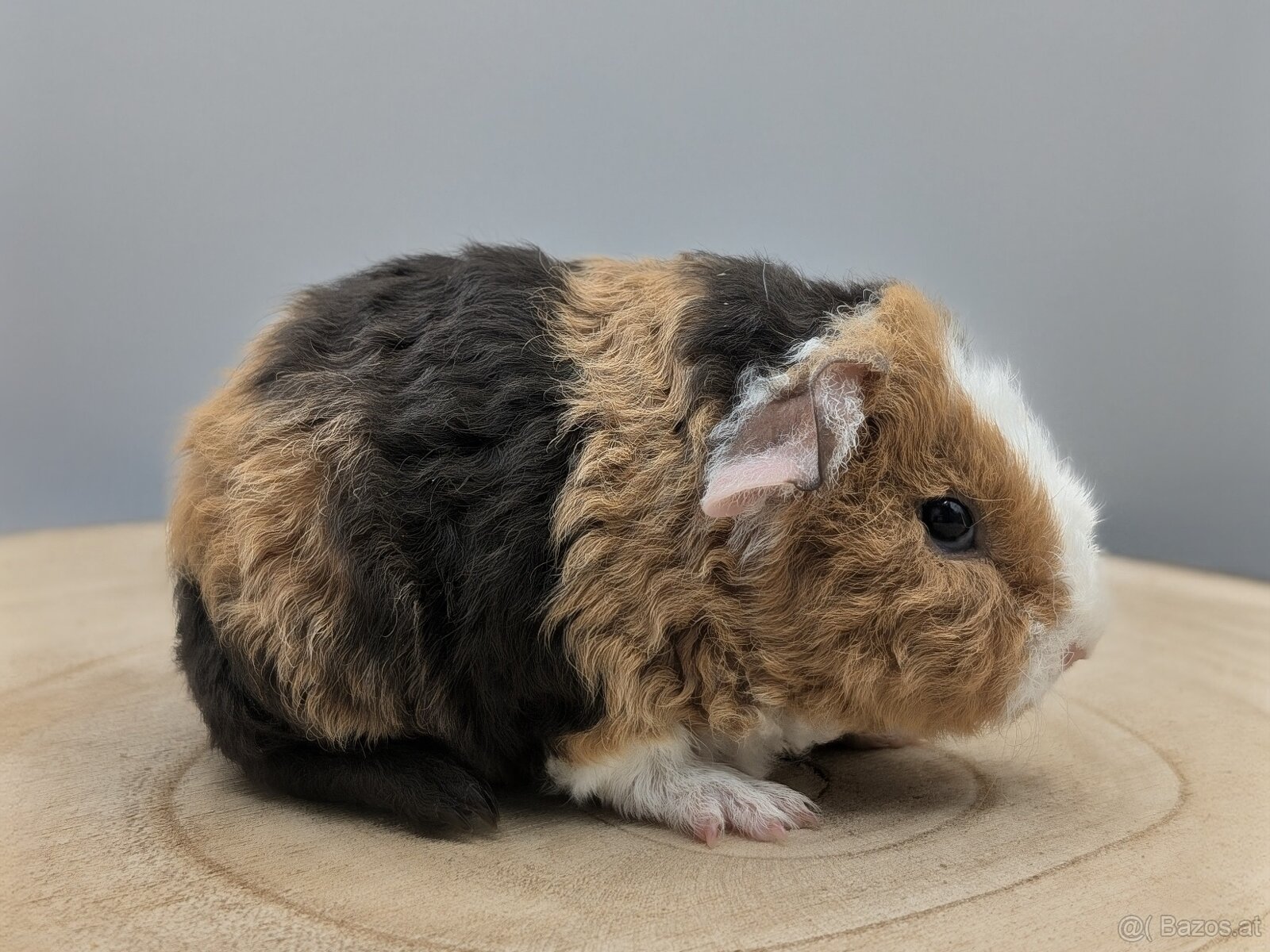 US-TEDDY Meerschweinchen - 4