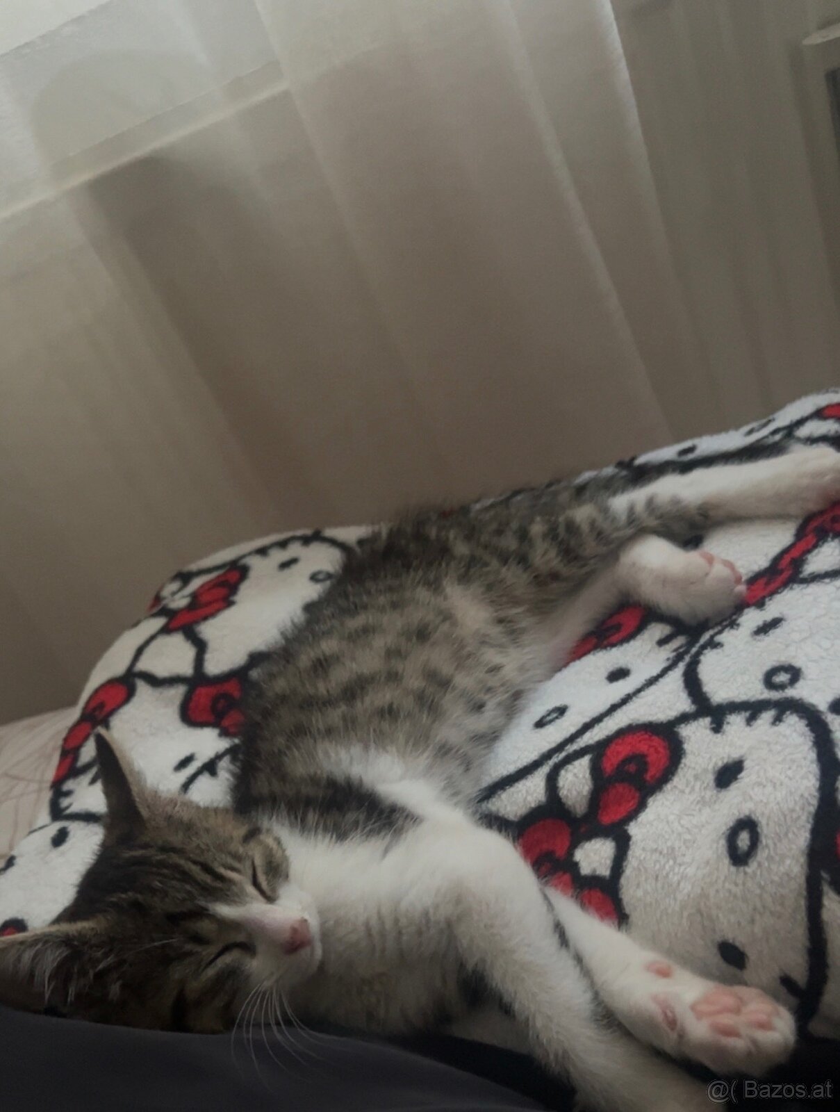 Europäisches Kurzhaar Kitten - 4
