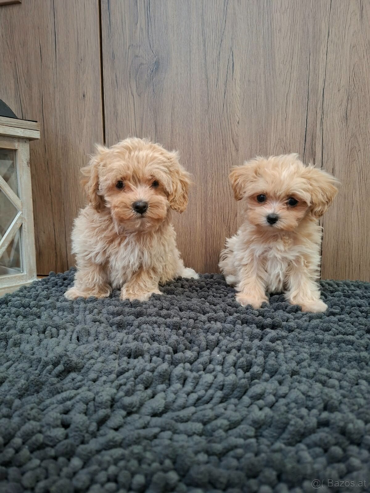 Maltipoo mini - 4