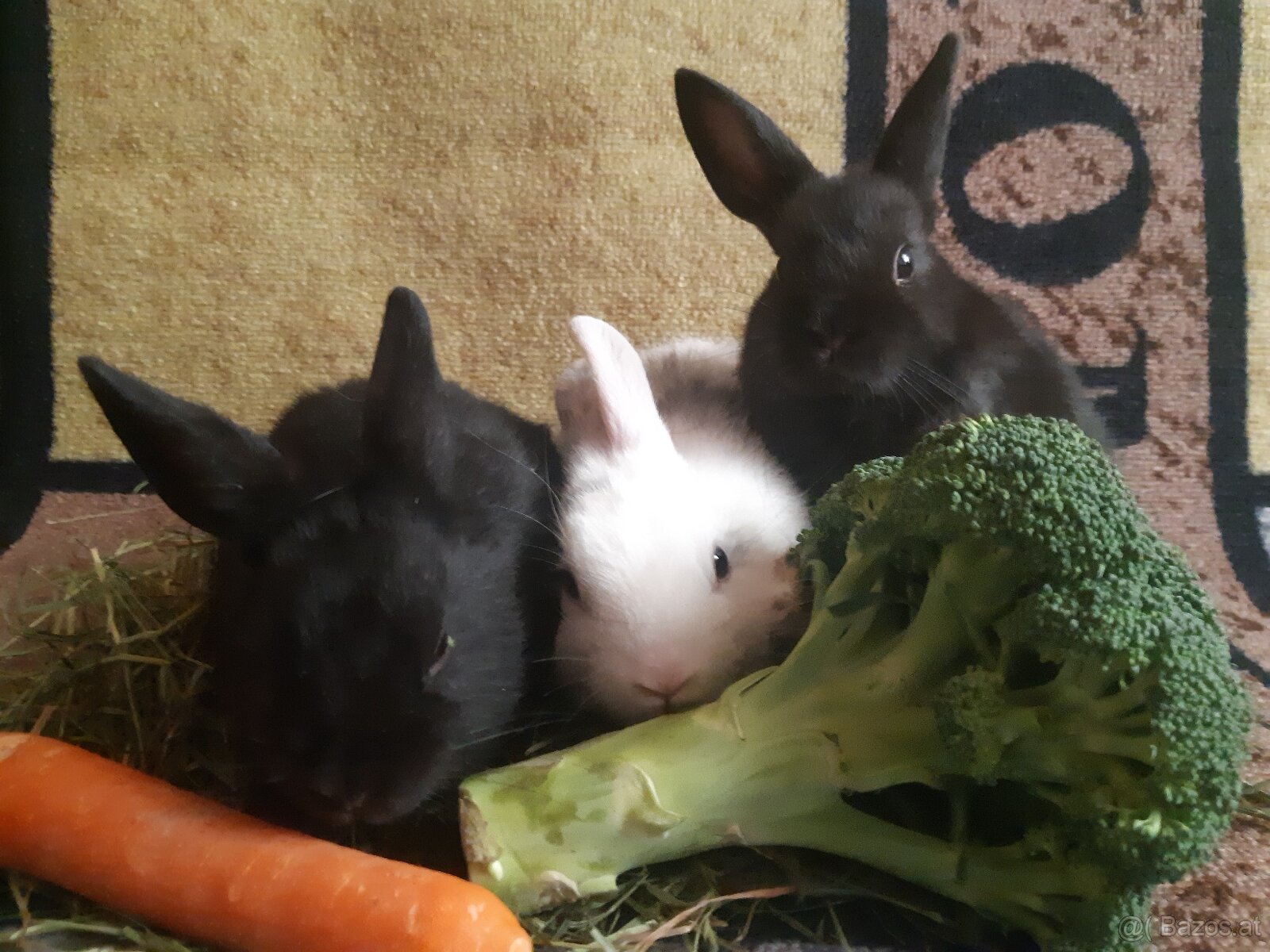 Zwergkaninchen jugendlich zu vergeben - 4