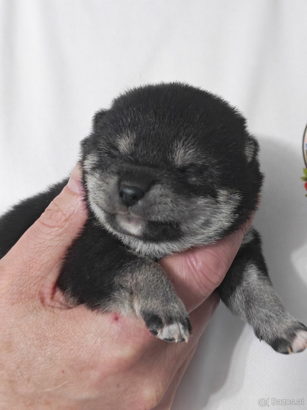 Shiba inu Welpen - 4