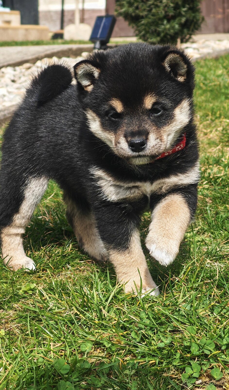 Shiba inu Welpen - 4