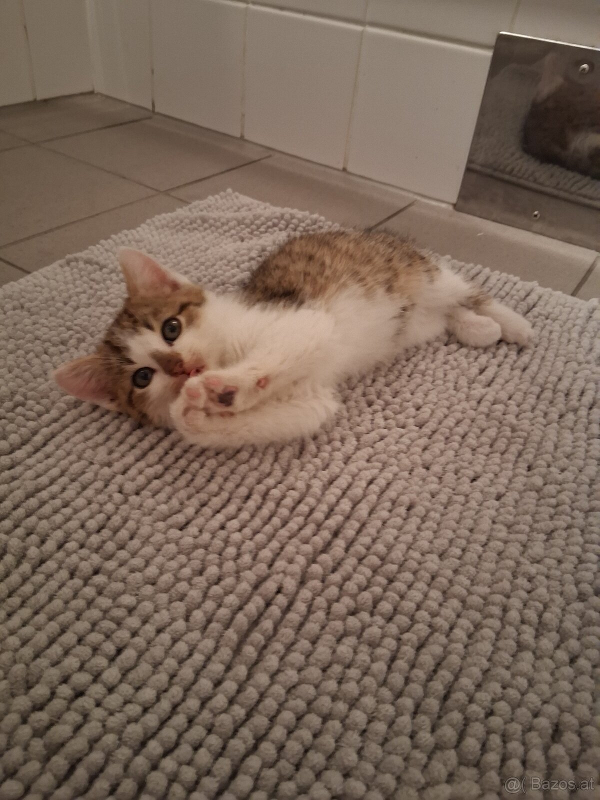 Süße Kätzchen - 4