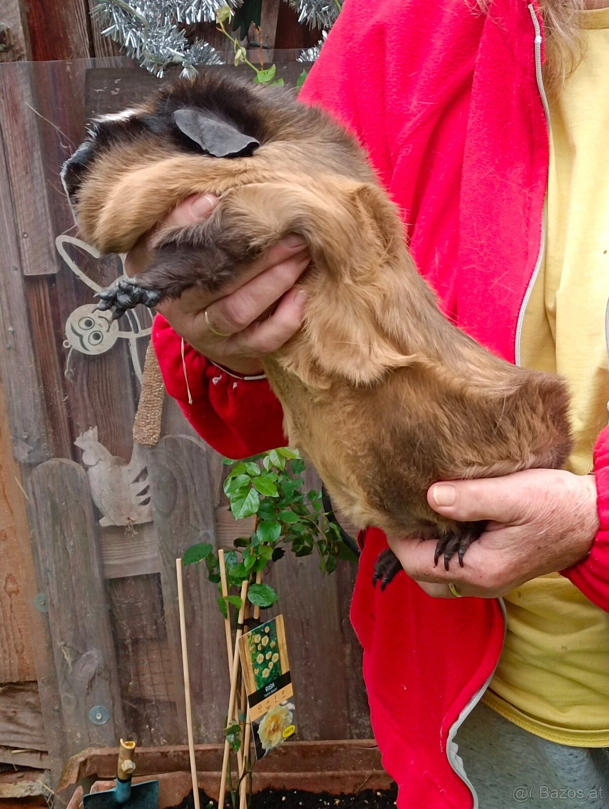 Cuy - Riesenmeerschweinchen - 4