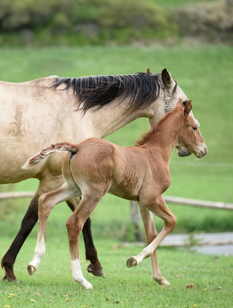 Lusitano Hengst PSL - 4