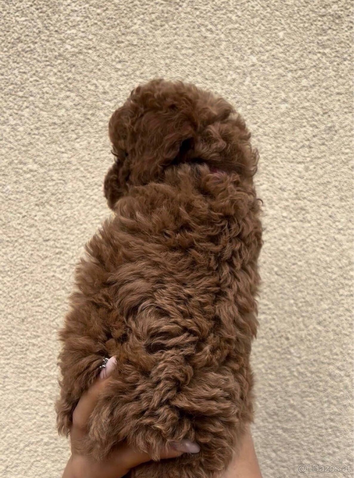 Bezaubernder Toypudel Oskar sucht ein Zuhause 🐩 - 4