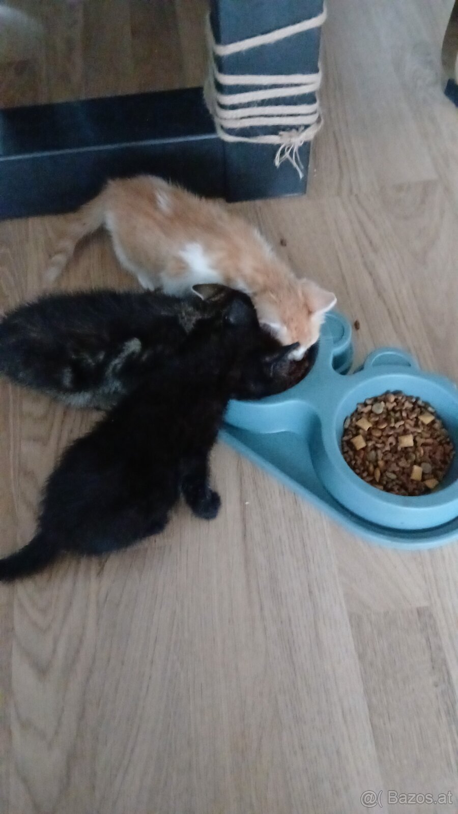 Baby Katze, Kater - 4