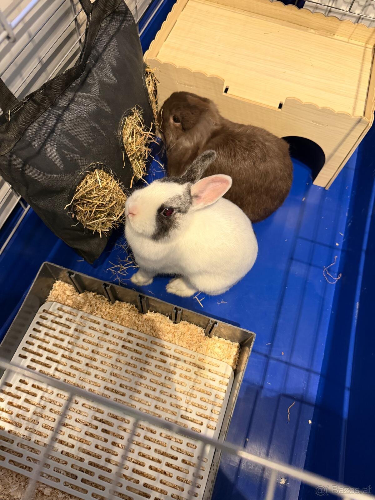 Hasen Hase Zwergkaninchen mit Käfig Kaninchen - 4