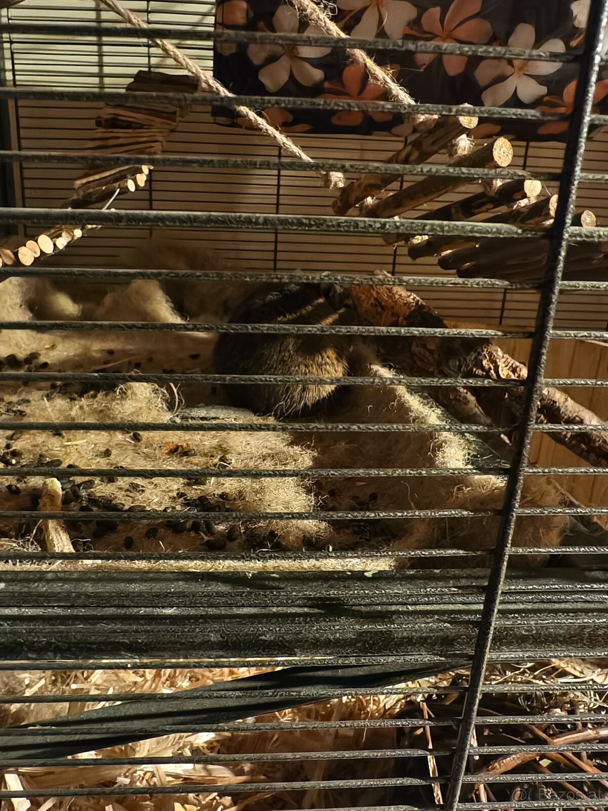 2 süsse Degus 9 Monate alt mit Käfig zu vergeben - 4