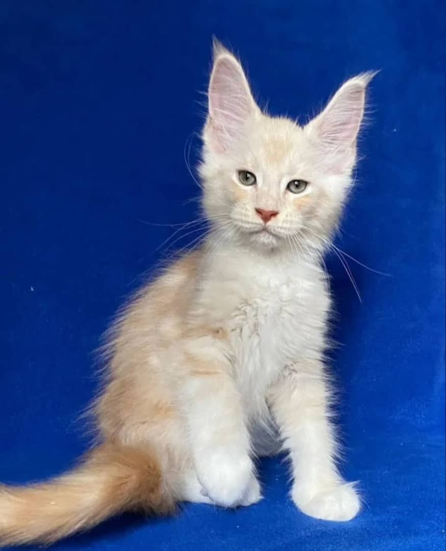 Wunderschöne Ragdoll- und Maine-Coon-Kätzchen abzugeben - 4