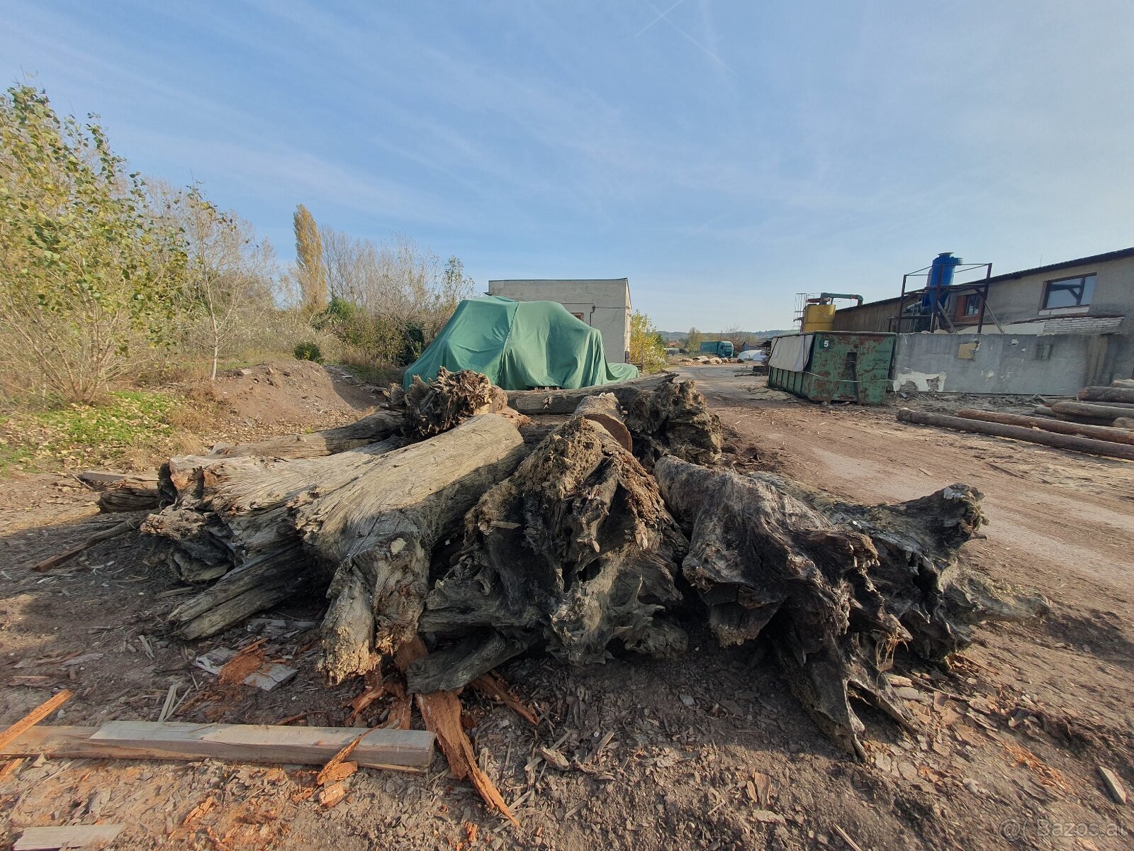 Subfossile Eichenstämme - Mooreiche - 4