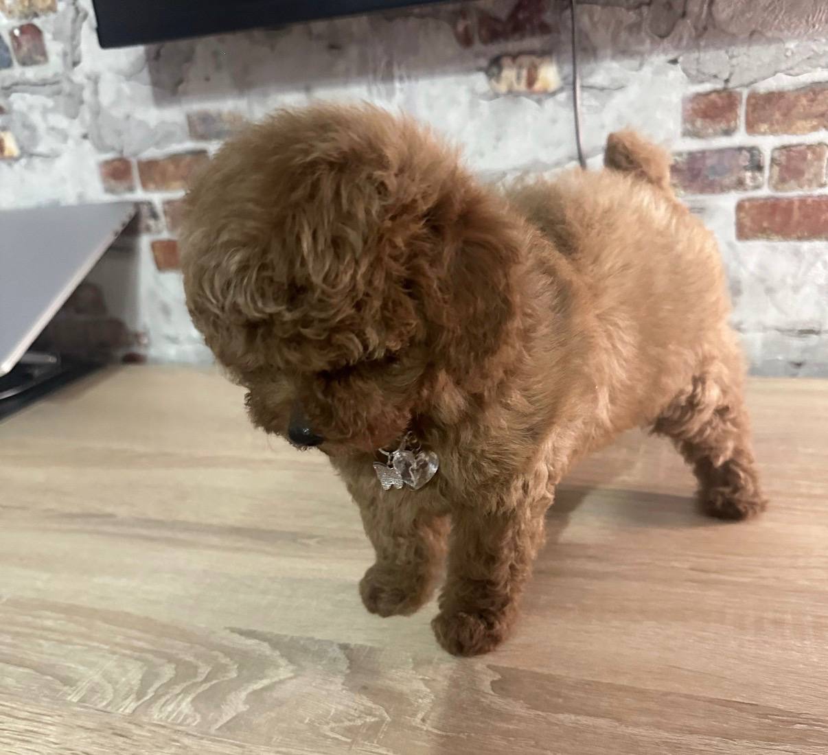 Traumhafter Mini-Toy-Pudel Welpe sucht sein Glück 🐩✨ - 4
