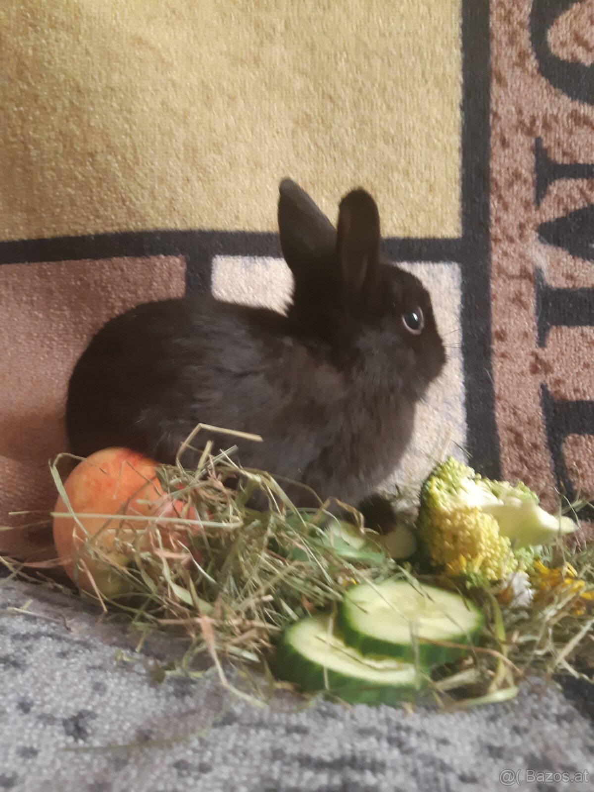 Zwergkaninchen Baby zu vergeben - 4
