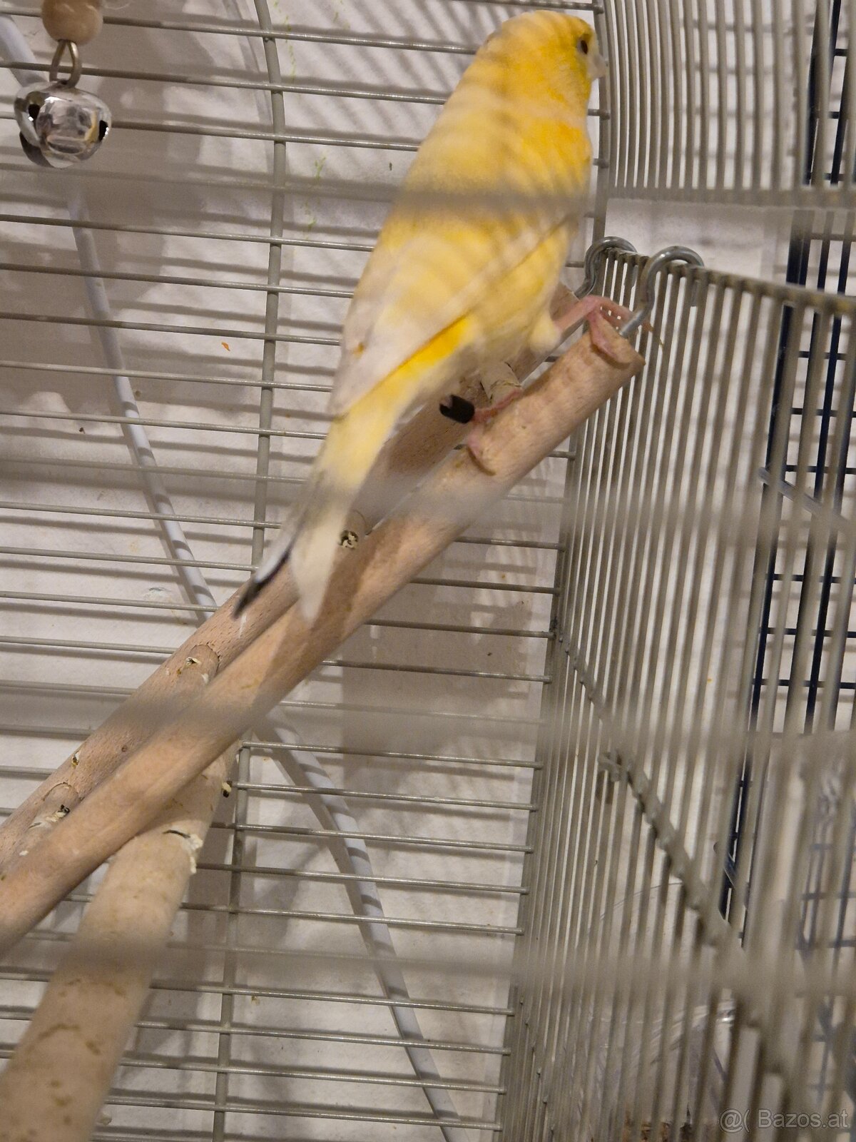 Kanarienvogel Jung - 4