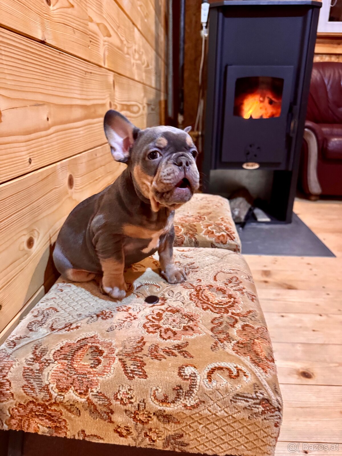 Französischen Bulldoggen Welpen - 4