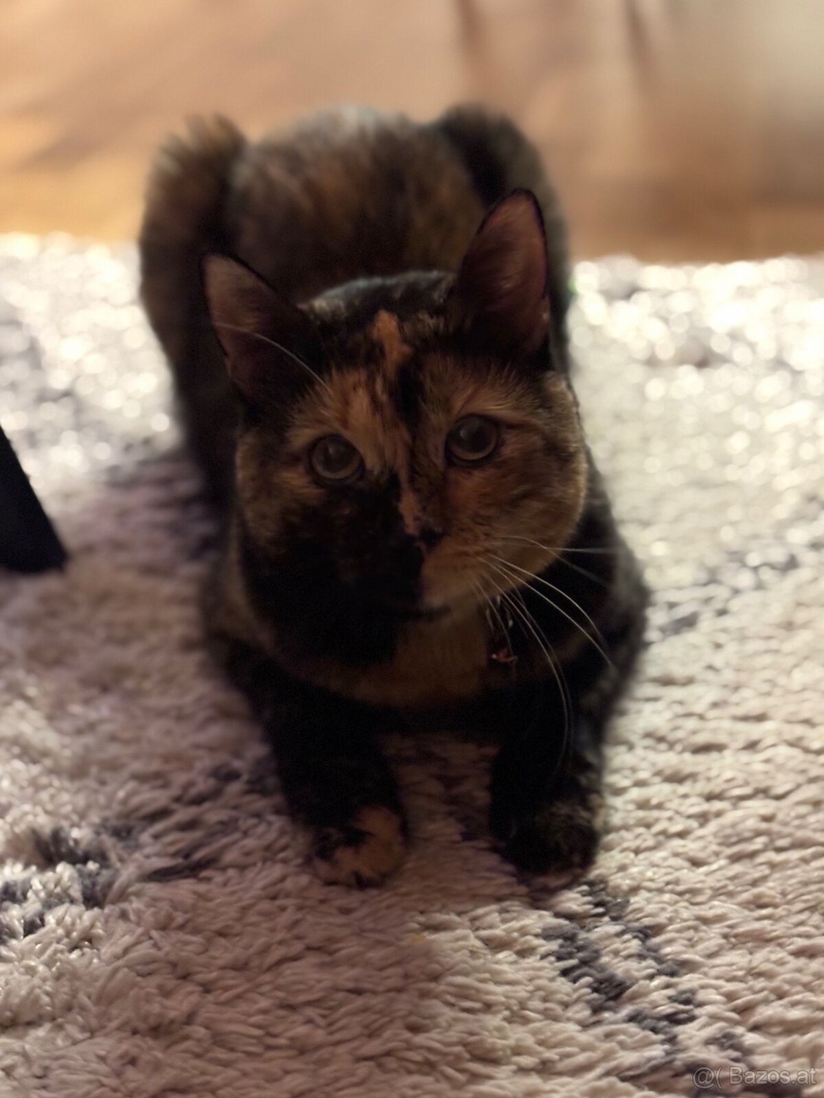 Lilli – kleine Quasselstrippe sucht liebevolles Zuhause 🐱 - 4