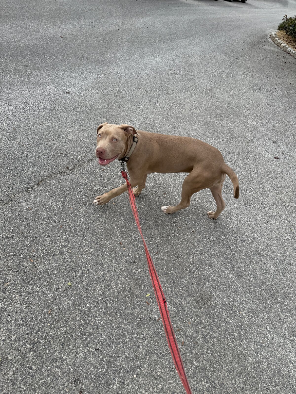 Hund - 4