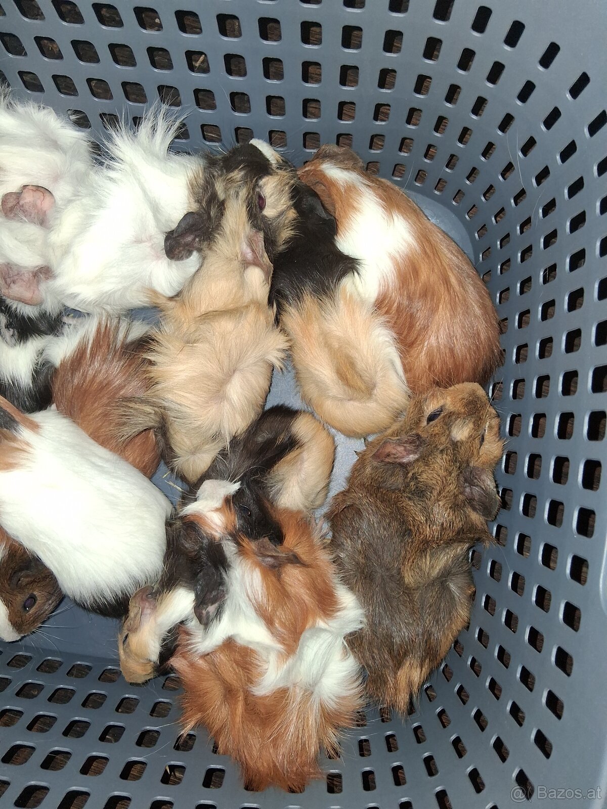 Meerschweinchen - 4