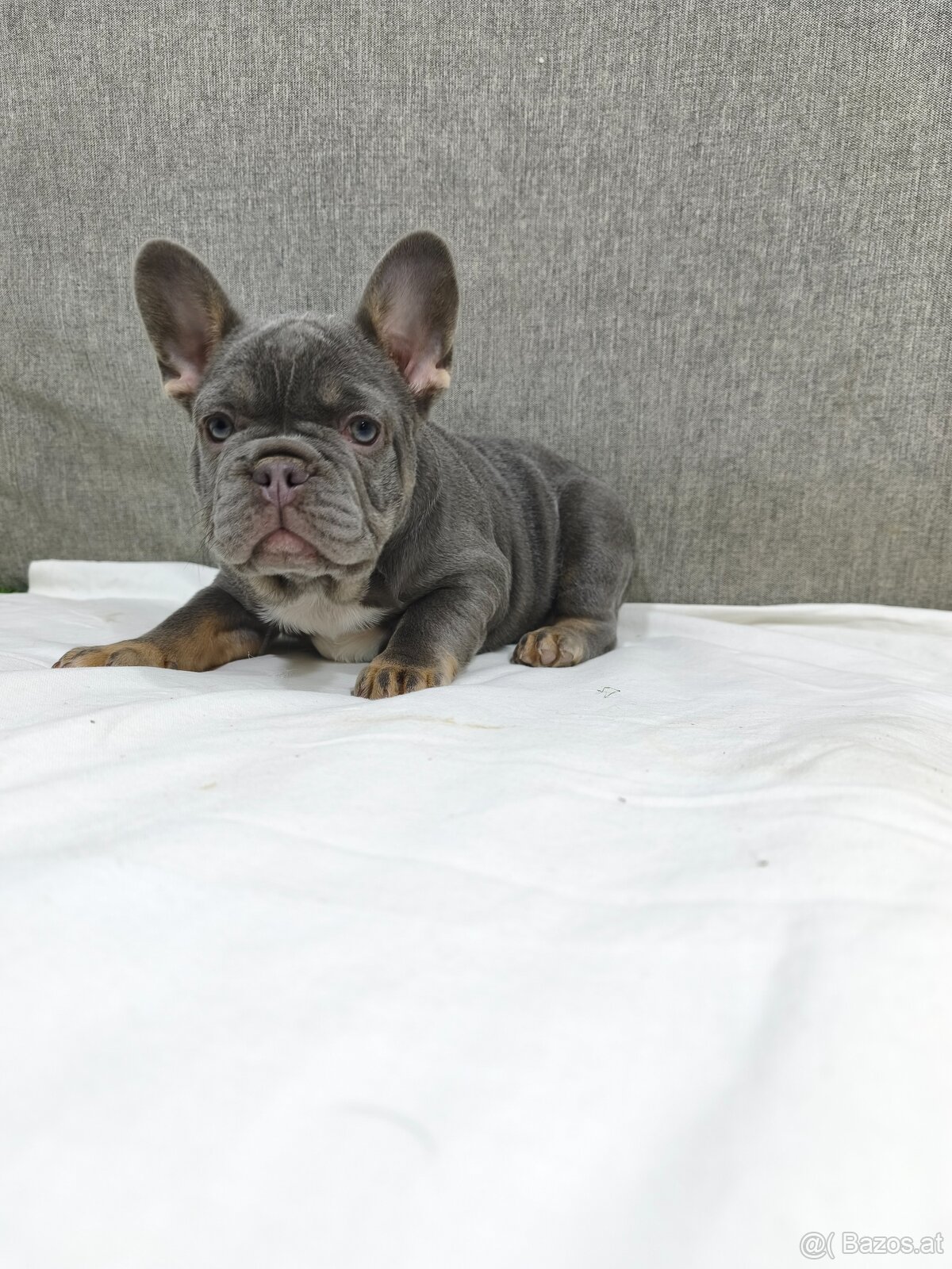 Französischen Bulldog - 4