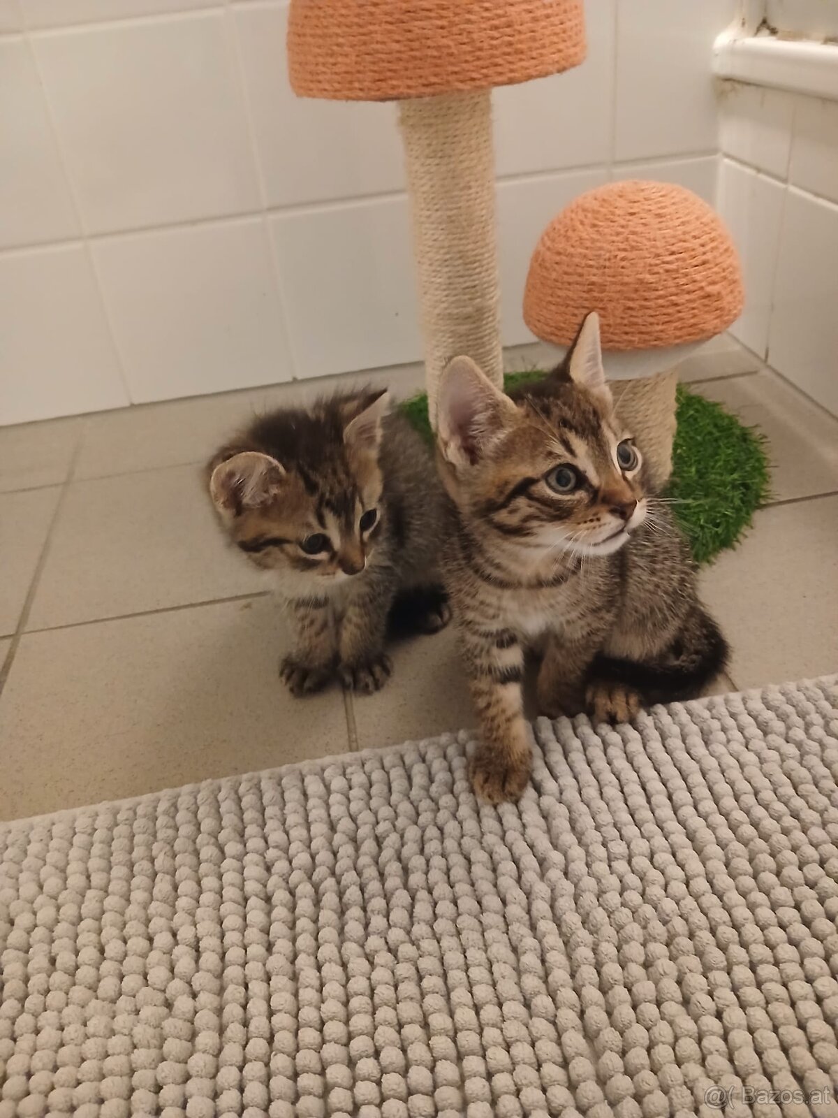Baby Katzen - 4