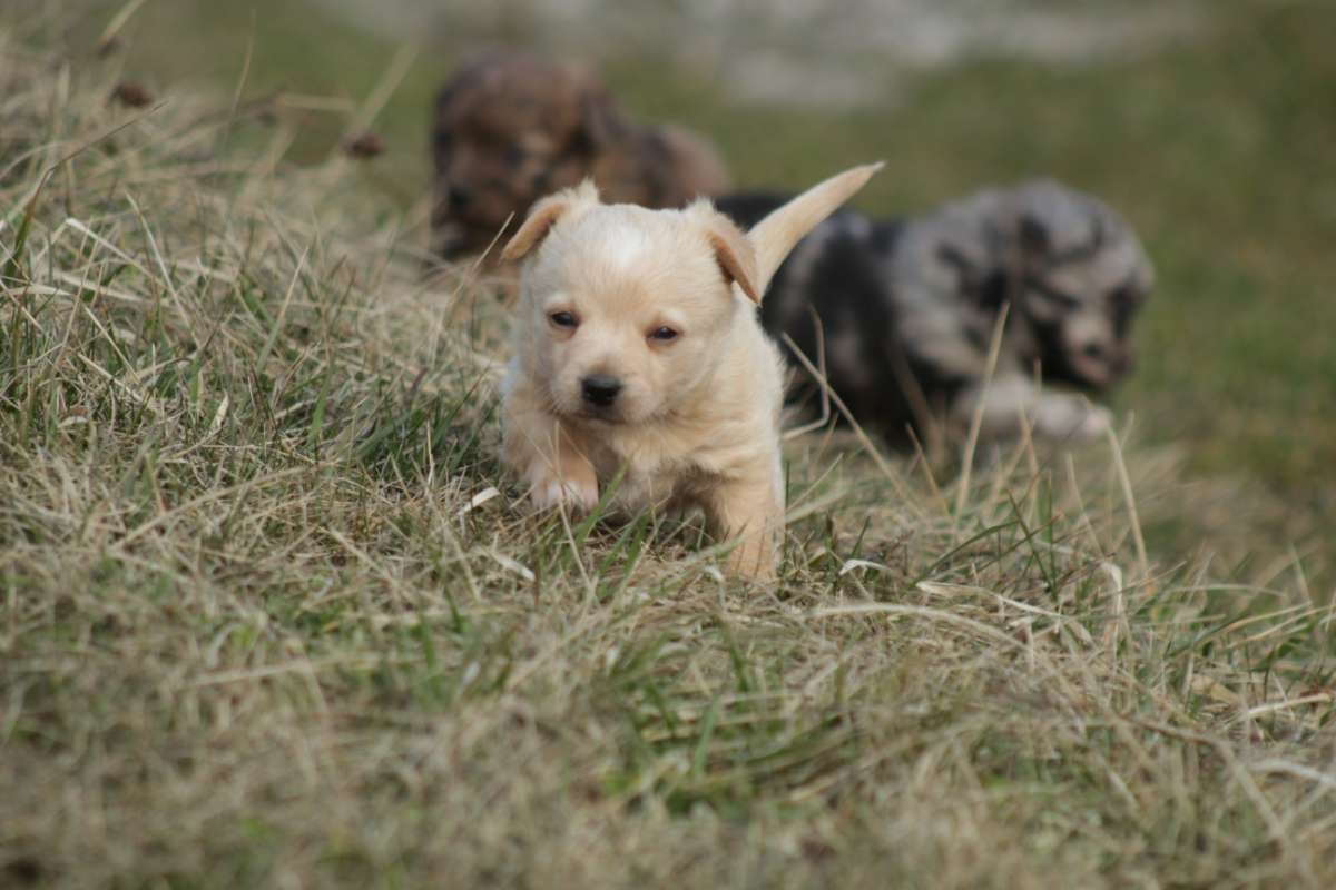 Mu-Chi (Mudi x Chihuahua) Welpen zu verkaufen - 4