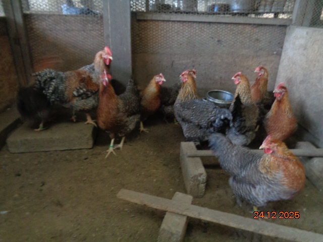 Bruteier Bielefelder kennfarbig - 4